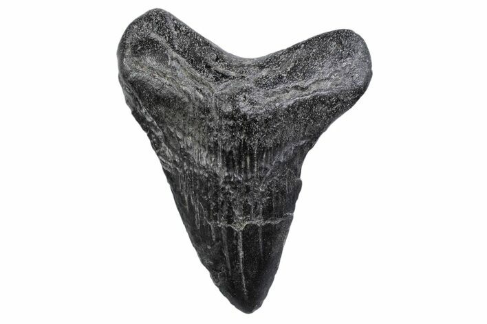 Bargain, Fossil Megalodon Tooth - South Carolina #370456